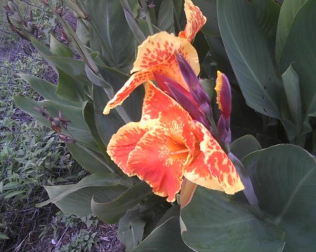 An orange and yellow canna lily.