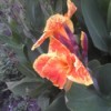 An orange and yellow canna lily.