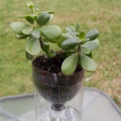 Recycled Self Watering Container for Indoor Plants