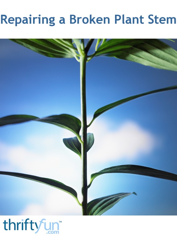 Repairing a Broken Plant Stem ThriftyFun