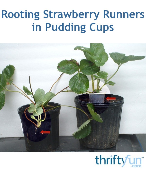 rooting-strawberry-runners-in-pudding-cups-thriftyfun