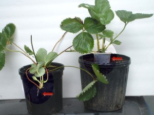 runner rooting in cup sitting on top of soil in black plastic pot