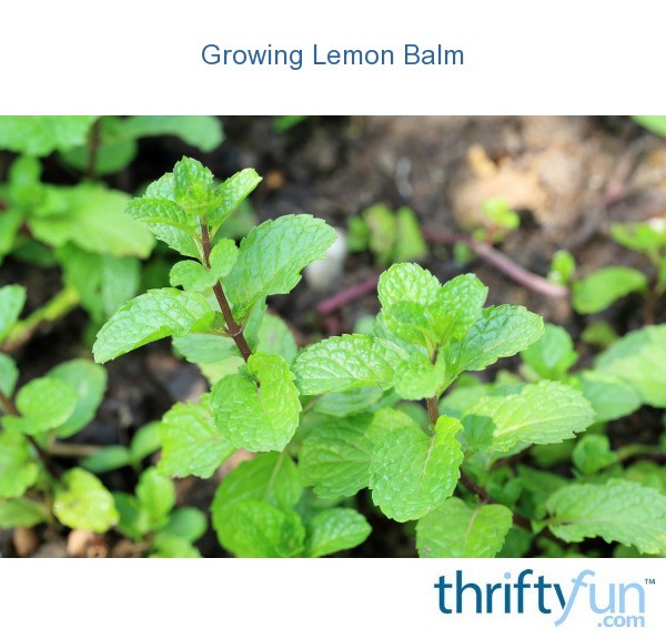 Growing Lemon Balm ThriftyFun