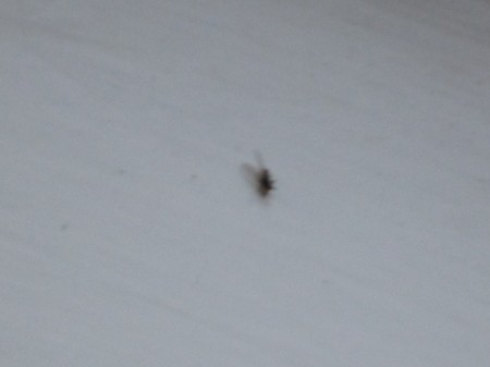 tiny fly on white background