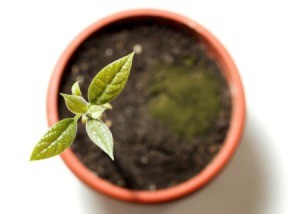 small avocado plant