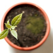 small avocado plant