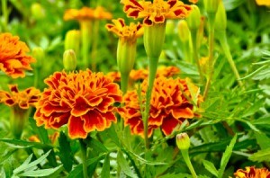 Marigolds to Repel Mosquitoes