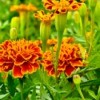 Marigolds to Repel Mosquitoes