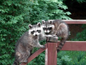 Coexisting with Raccoons