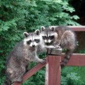 Coexisting with Raccoons