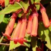 Cape Fuchsia Flowers
