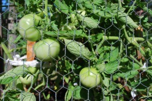 Protecting Tomatoes