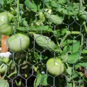 Protecting Tomatoes