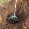 Planting Bare-Root Tree