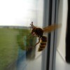 trapped bee