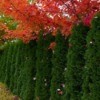 cedar hedge with red leaf maples above