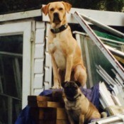 Pug and larger dog on stack of building supplies