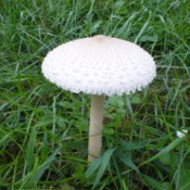 bright white mushroom