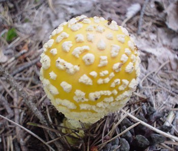 yellow ball shaped mushroom fungi