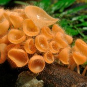 orangish yellow forest mushrooms