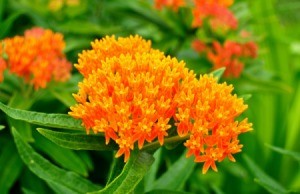 bright orange butterfly weed flowers