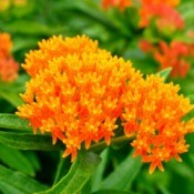 bright orange butterfly weed flowers