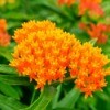 bright orange butterfly weed flowers