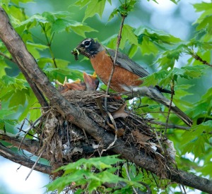 Nesting Robin