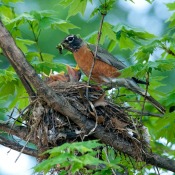 Nesting Robin