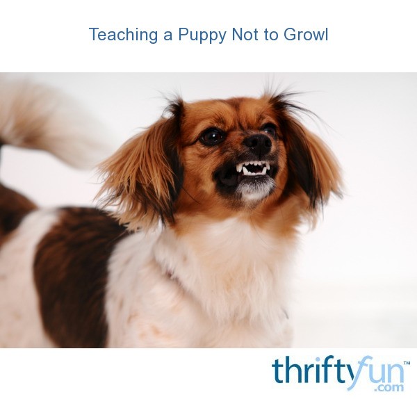 Teaching a Puppy Not to Growl? ThriftyFun