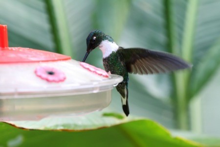white throated mountain gem hummingbird