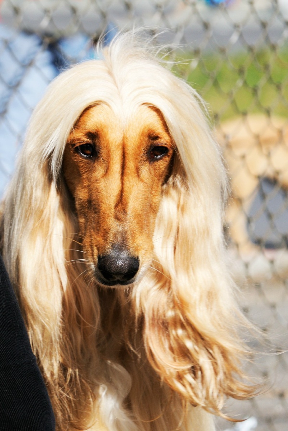 Afghan Hound Breed Information and Photos ThriftyFun
