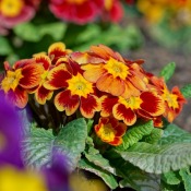 reddish orange and yellow primrose flowers