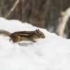 chipmunk in snow