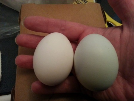 white and green egg