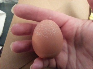 brown egg with white spots