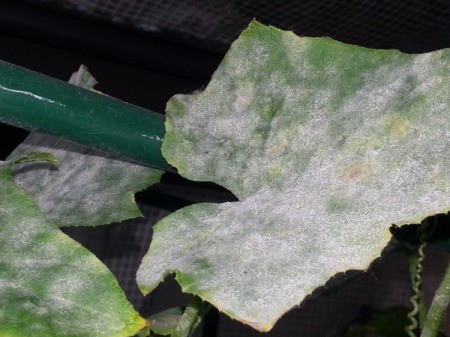 leaf covered with powdery mildew
