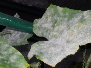 leaf covered with powdery mildew