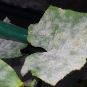 leaf covered with powdery mildew