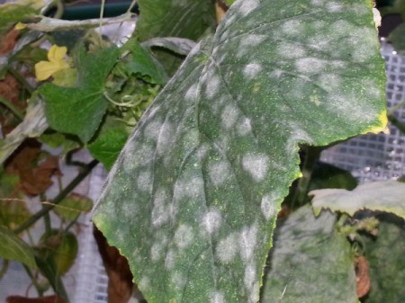 leaf spotted with mildew