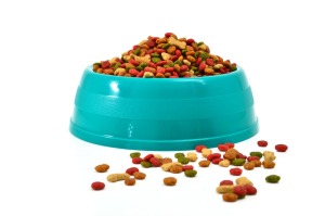 Keeping Flies Out Of Dog s Food ThriftyFun