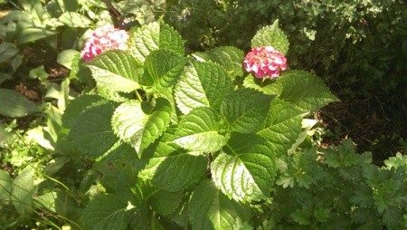 hydrangea with two pink flowers