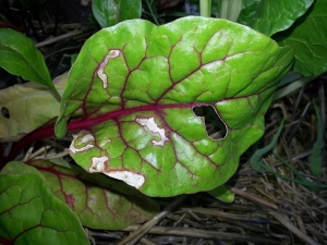 damage to chard leaf