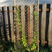 view of trellis with plant climbing up