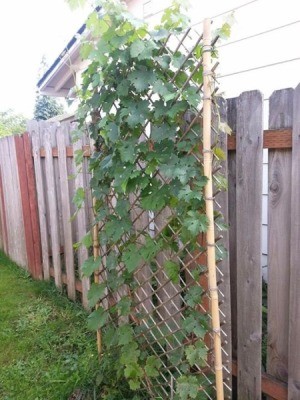 finished trellis with vine growing up