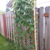 finished trellis with vine growing up