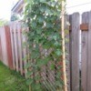 finished trellis with vine growing up