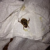 bug with larvae