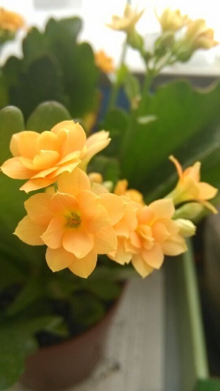 Yellow jonquil growing inside.