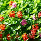 geranium flowers